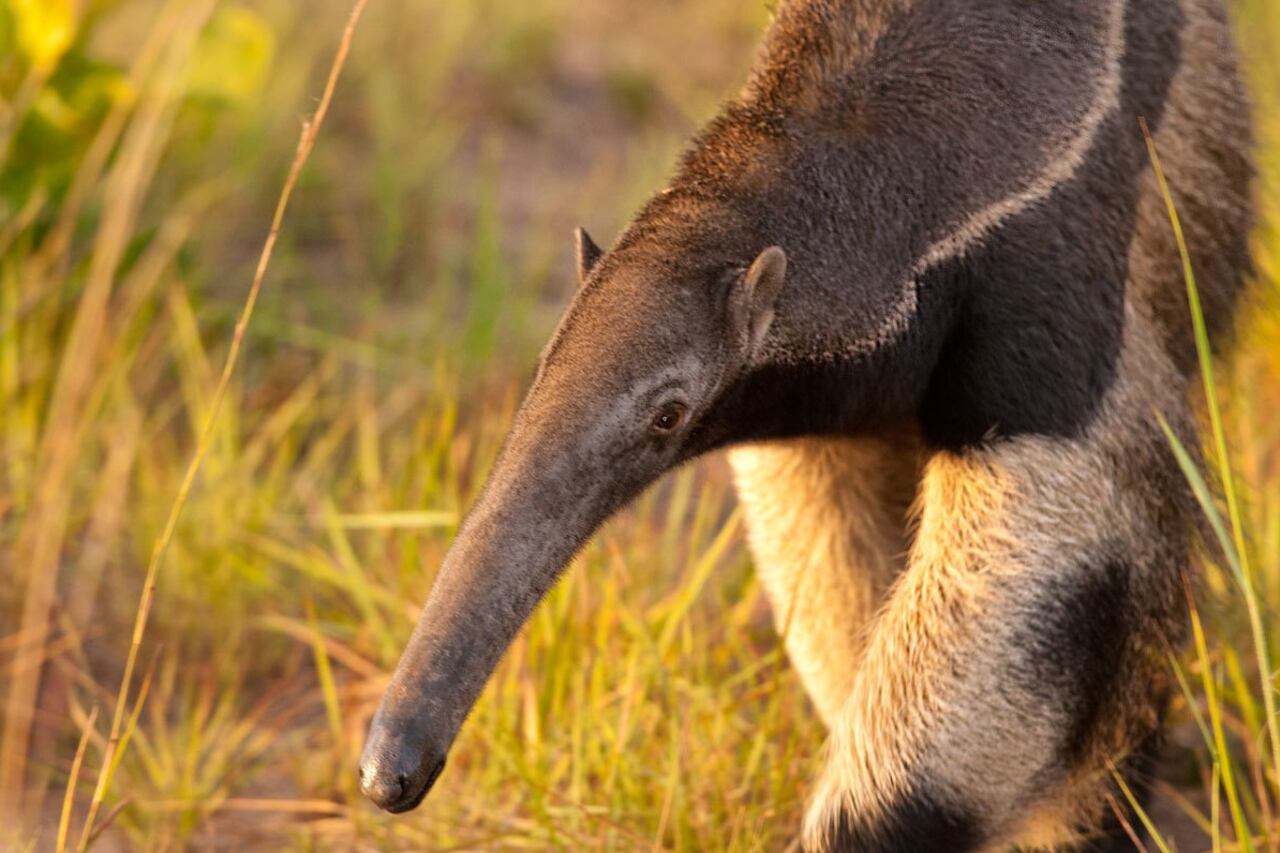 El avistamiento del oso hormiguero, una especie emblemática y catalogada como vulnerable en el país, es un testimonio de la importancia de preservar los ecosistemas naturales y su biodiversidad. (foto: iStock)