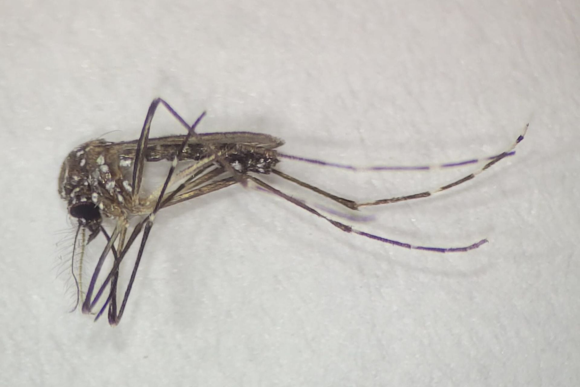 Nicolás Kreplak, lanzó una advertencia contundente sobre la posible gravedad de la próxima epidemia de dengue en el verano