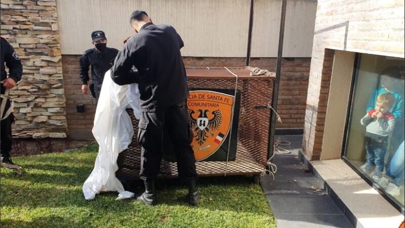 El puma se metió en la casa de una familia de Armstrong.