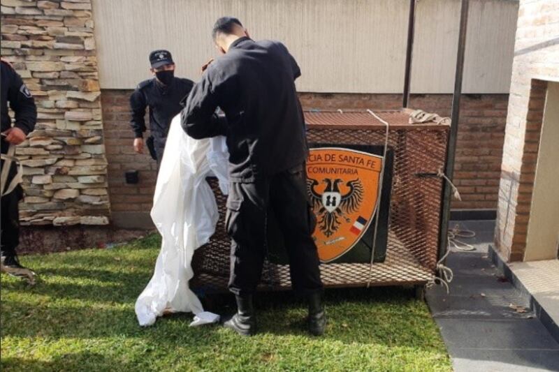 El puma se metió en la casa de una familia de Armstrong.