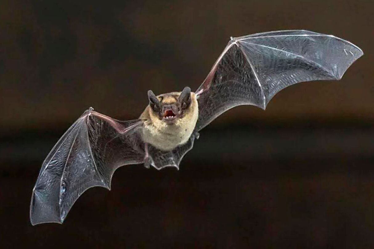 Se conoce mejor la geolocalización de los murciélagos.