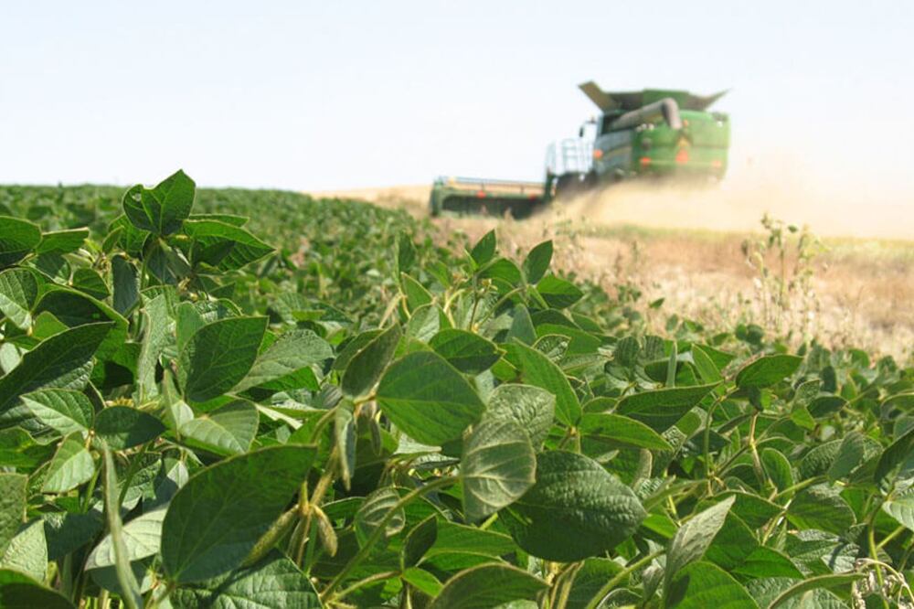 Producción de soja.