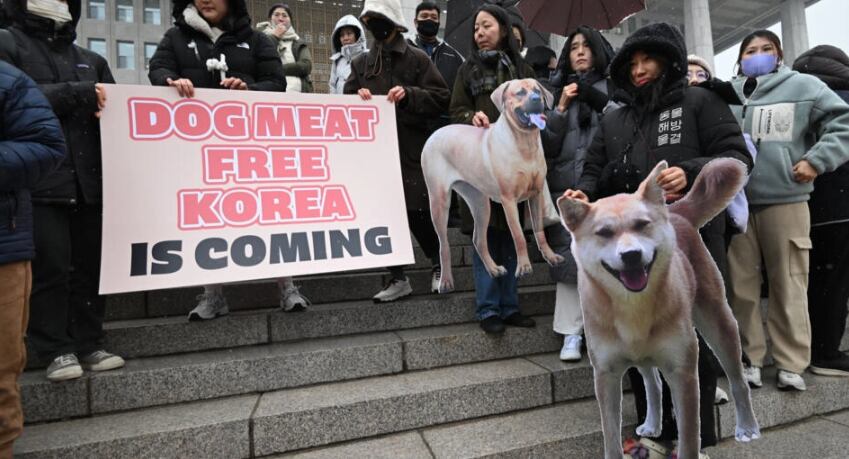 La medida prohíbe la cría, despiece, distribución y venta de perros destinados al consumo de carne