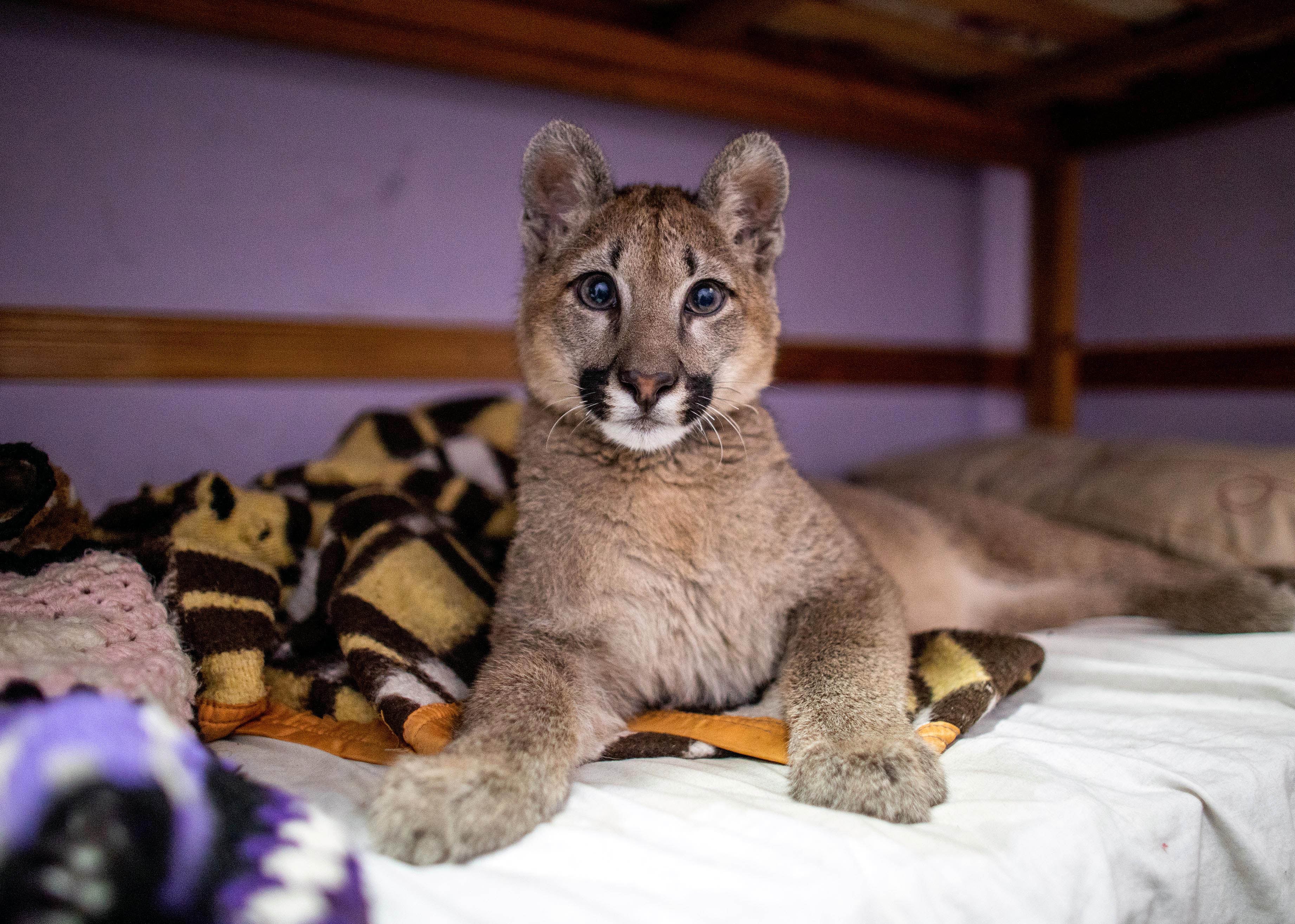 La puma Lola Limón vive en el Ecoparque de Palermo desde 2019. Imagen: Télam.