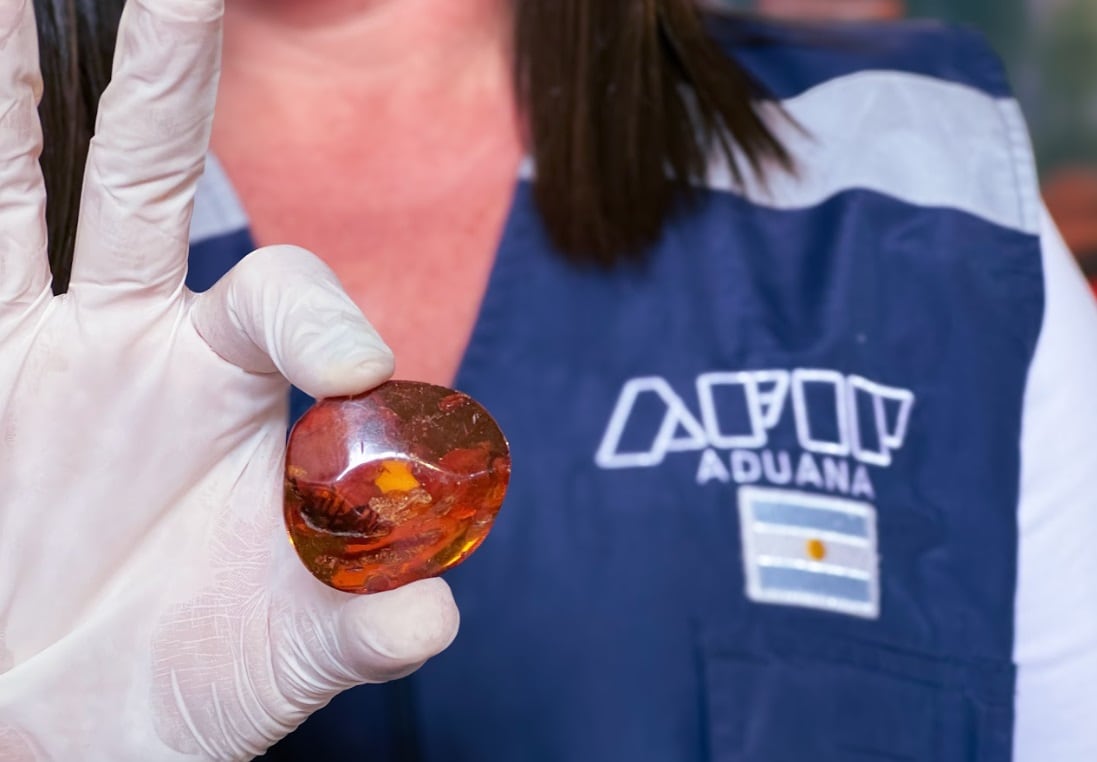 Un insecto fosilizado en ámbar, como en la película "Jurassic Park", recuperado por la DGA