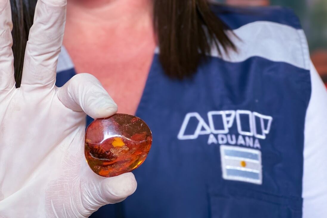 Un insecto fosilizado en ámbar, como en la película "Jurassic Park", recuperado por la DGA