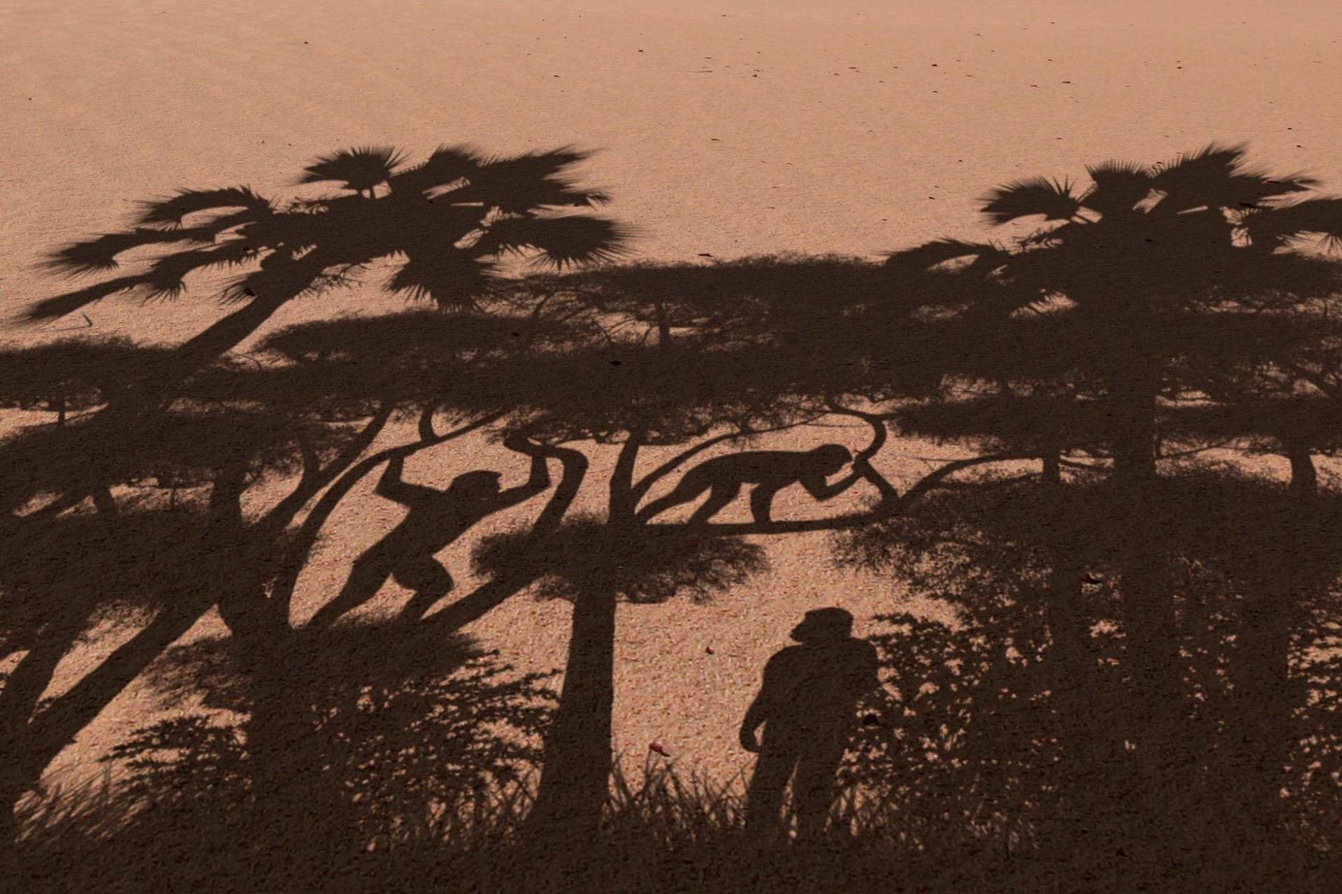 Recreación de los modos de locomoción del "Sahelanthropus tchadensis". Era bípedo, pero trepaba los árboles, segùn un estudio. (Imagen: Universidad de Poitiers)