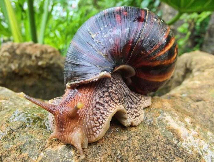 Los caracoles gigantes africanos son portadores de un parásito llamado gusano pulmonar de rata que causa meningitis. Foto: EFE. 