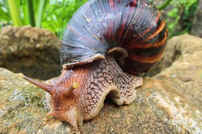 Los caracoles gigantes africanos son portadores de un parásito llamado gusano pulmonar de rata que causa meningitis. Foto: EFE.