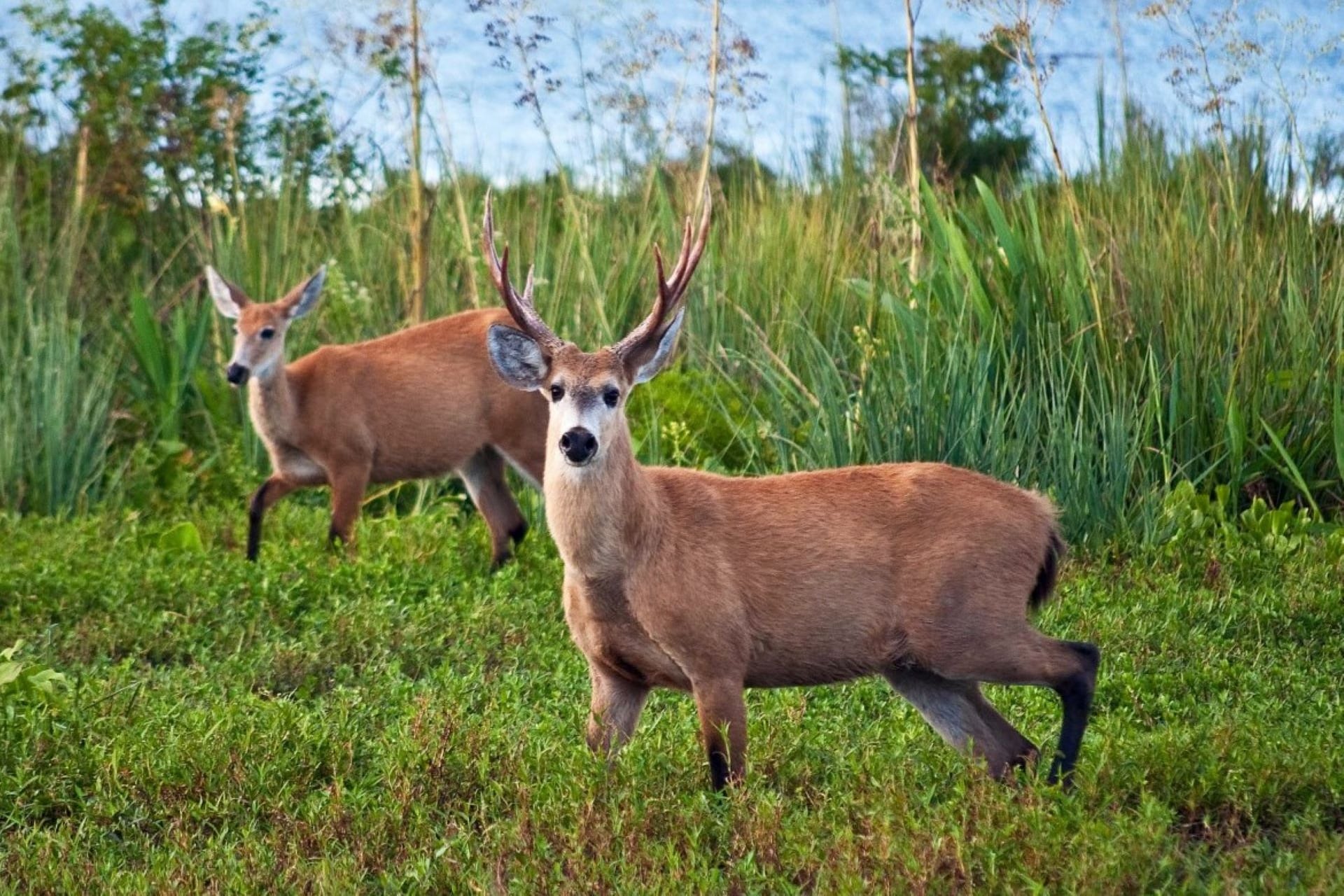 En Campana, está el Parque Nacional Ciervo de los Pantanos, un área protegida para disfrutar del senderismo y descubrir los ambientes representativos de las ecorregiones Delta e Islas del Paraná, Pampa y Espinal. Foto: Parques Nacionales.