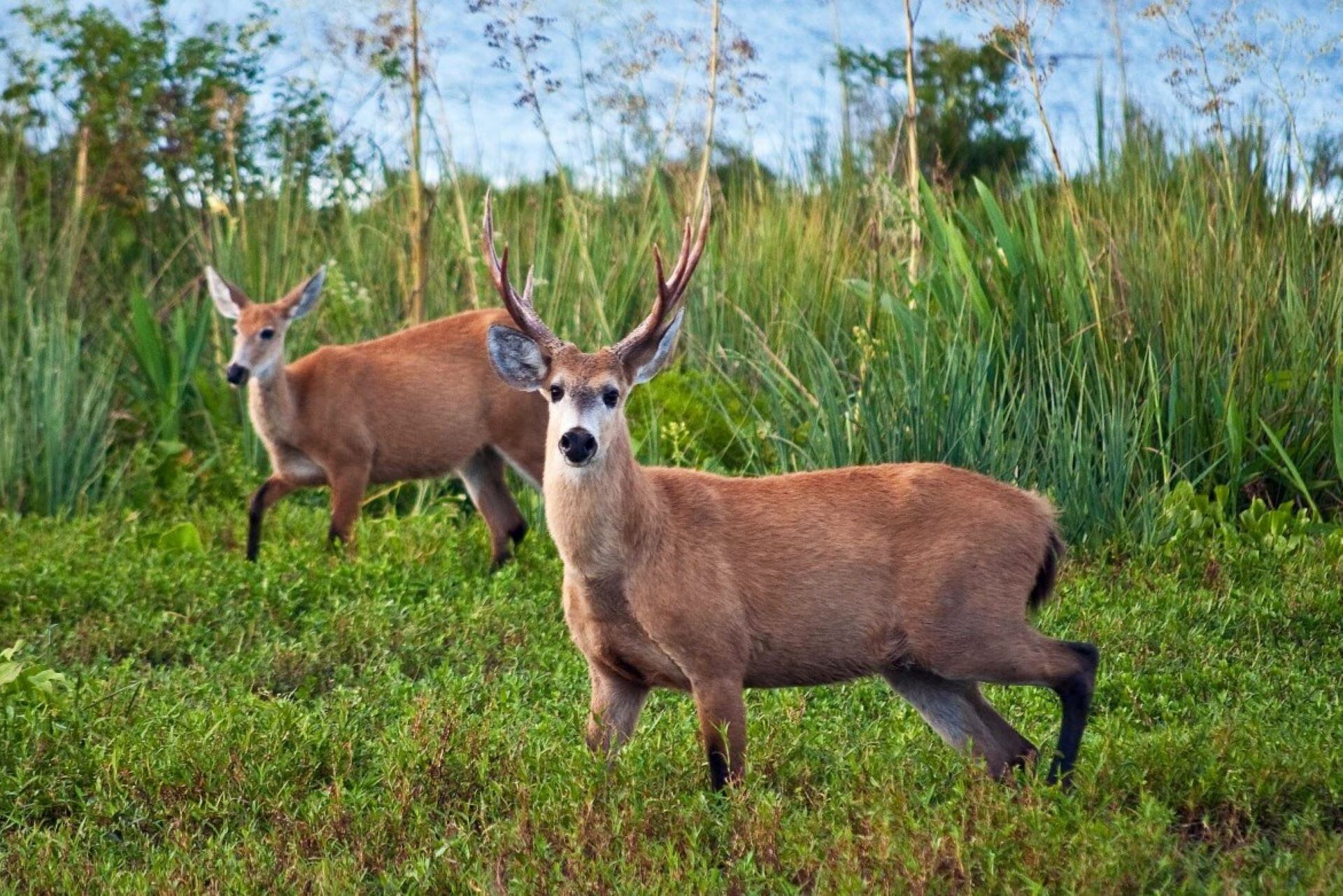 En Campana, está el Parque Nacional Ciervo de los Pantanos, un área protegida para disfrutar del senderismo y descubrir los ambientes representativos de las ecorregiones Delta e Islas del Paraná, Pampa y Espinal. Foto: Parques Nacionales.