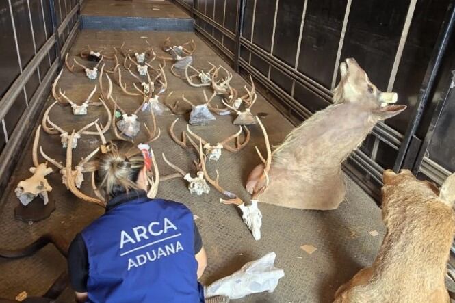 Secuestraron un camión en la frontera de Corrientes y Brasil: transportaba animales taxidermizados sin declarar