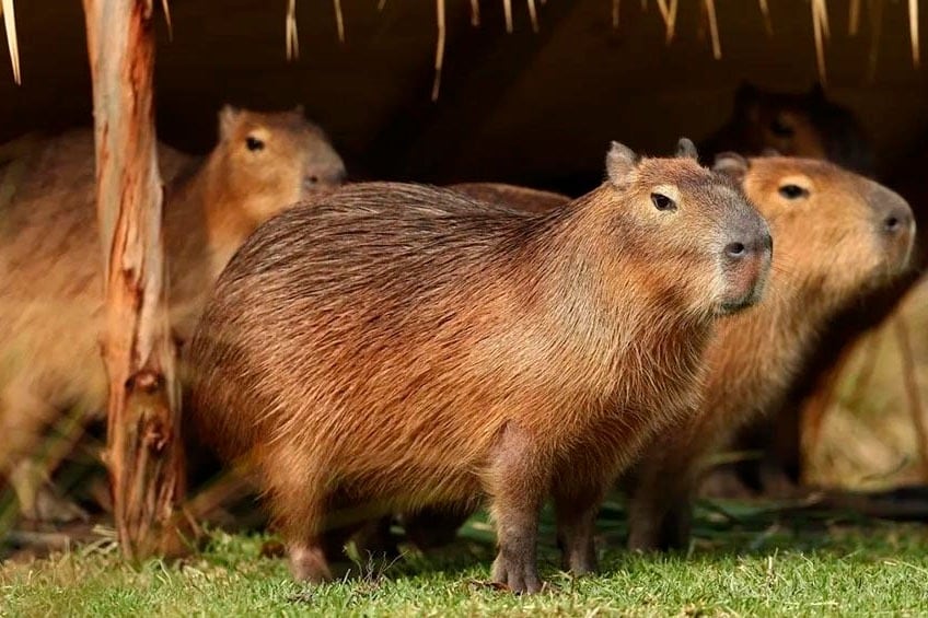 En Corrientes, los carpinchos son un emblema de una de los parques nacionales más visitados del país: los Esteros del Iberá. 