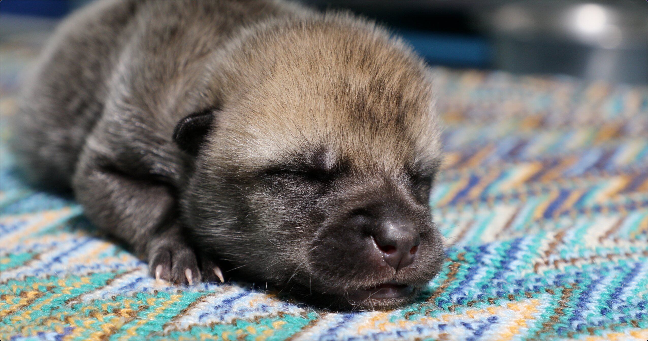 "Maya", de apenas cien días, será trasladada dentro de algún tiempo a un parque temático. (Foto: Twitter)