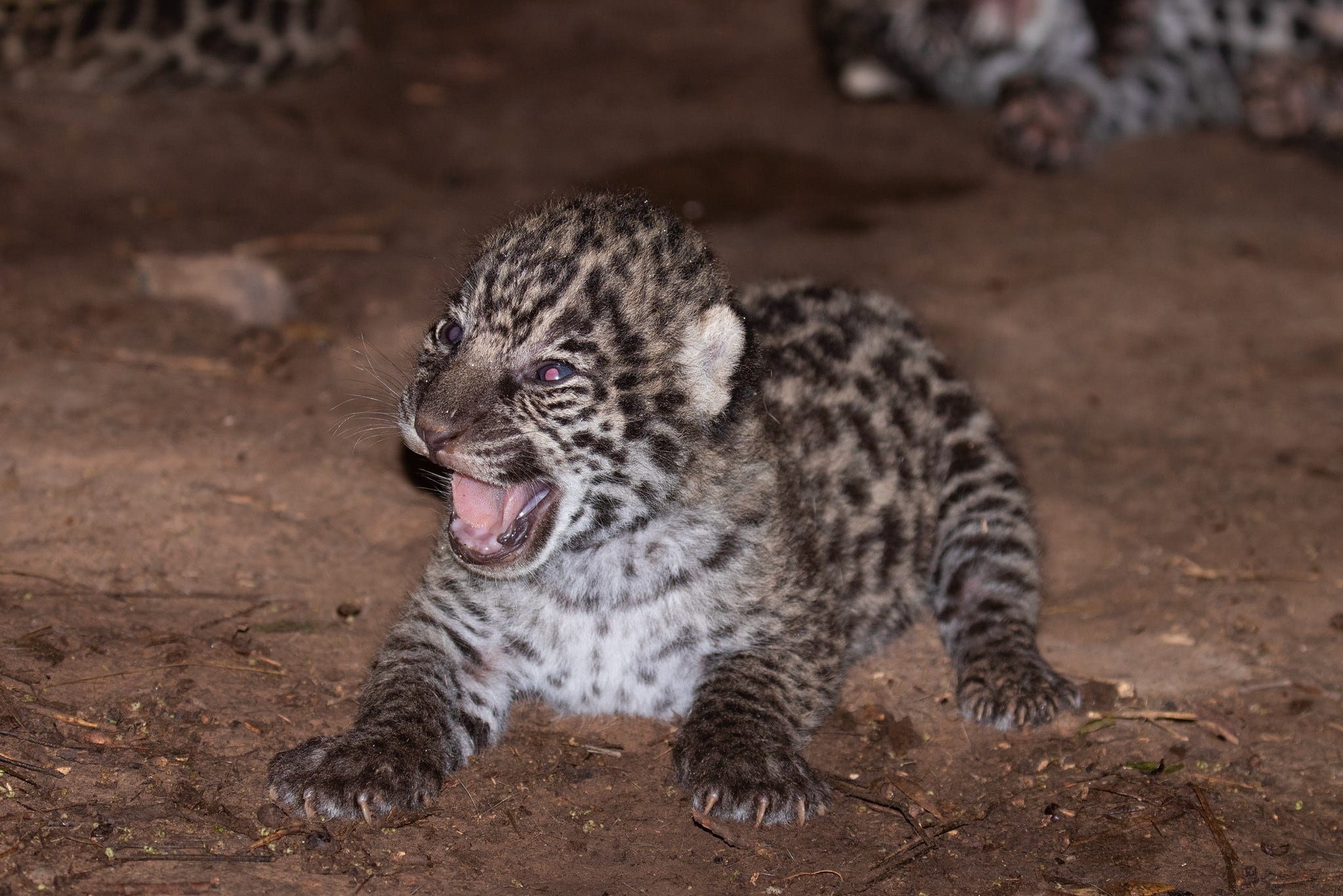 Una de las nuevas crías de de Qaramta, uno de los últimos yaguaretés silvestres de Chaco, y Tania, la yaguareté de cautiverio. Foto: Fundación Rewilding