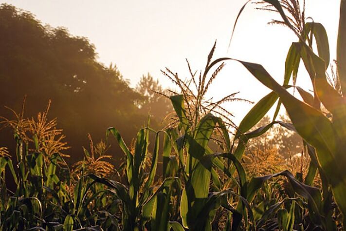El Gobierno aseguró que busca garantizar el abastecimiento interno de maíz.