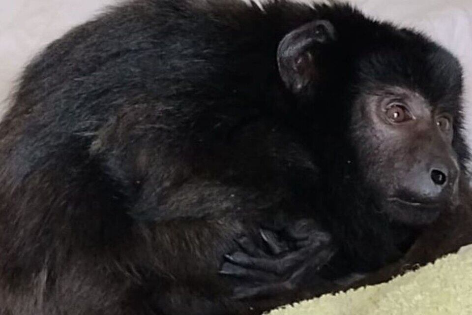 Coco descansa ahora en la ONG Pájaros Caídos.