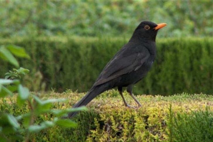 Los ácaros limpian como "aspiradoras" las plumas de las aves durante la noche.