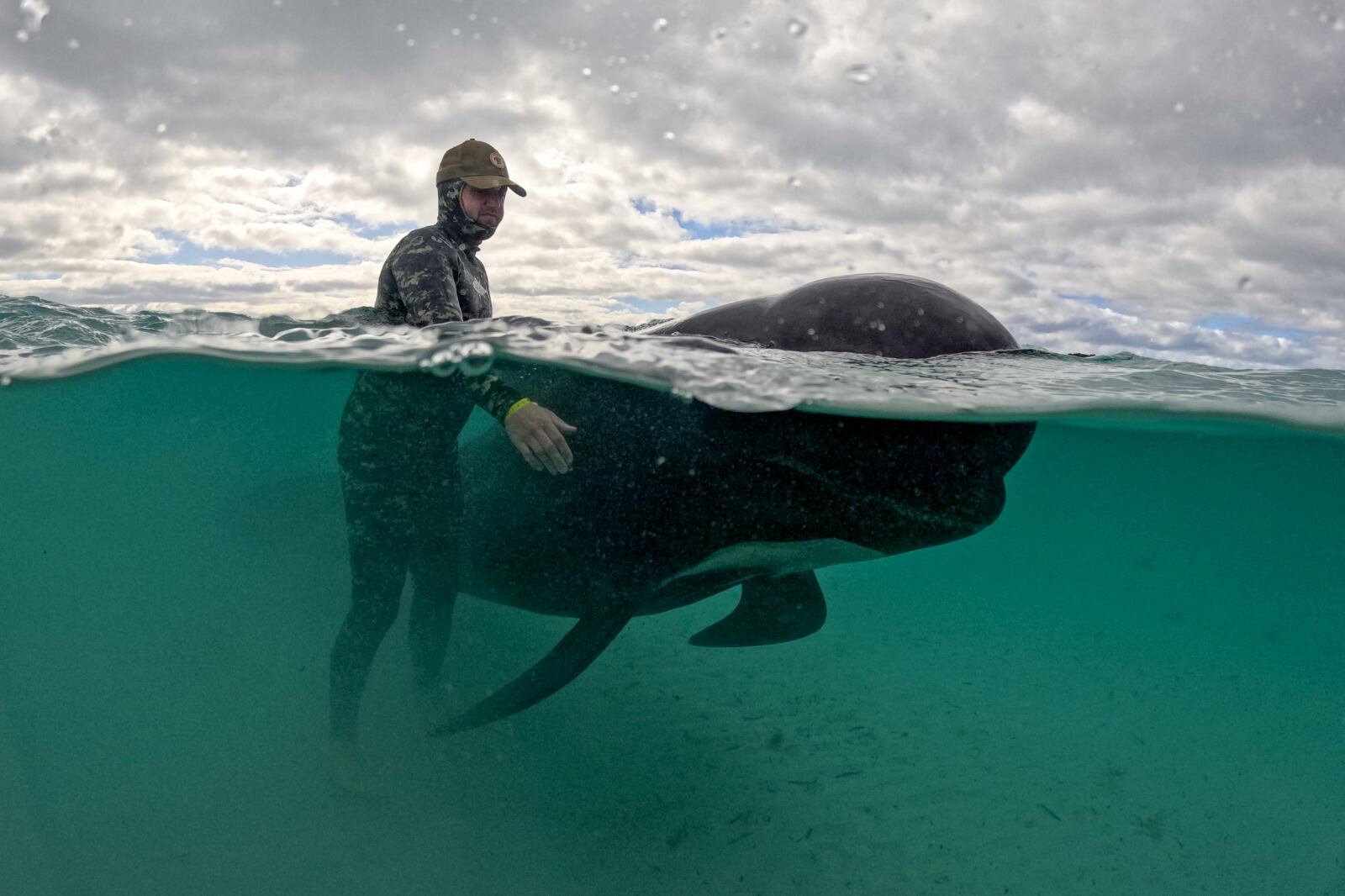 Ballena pioto varada en Australia