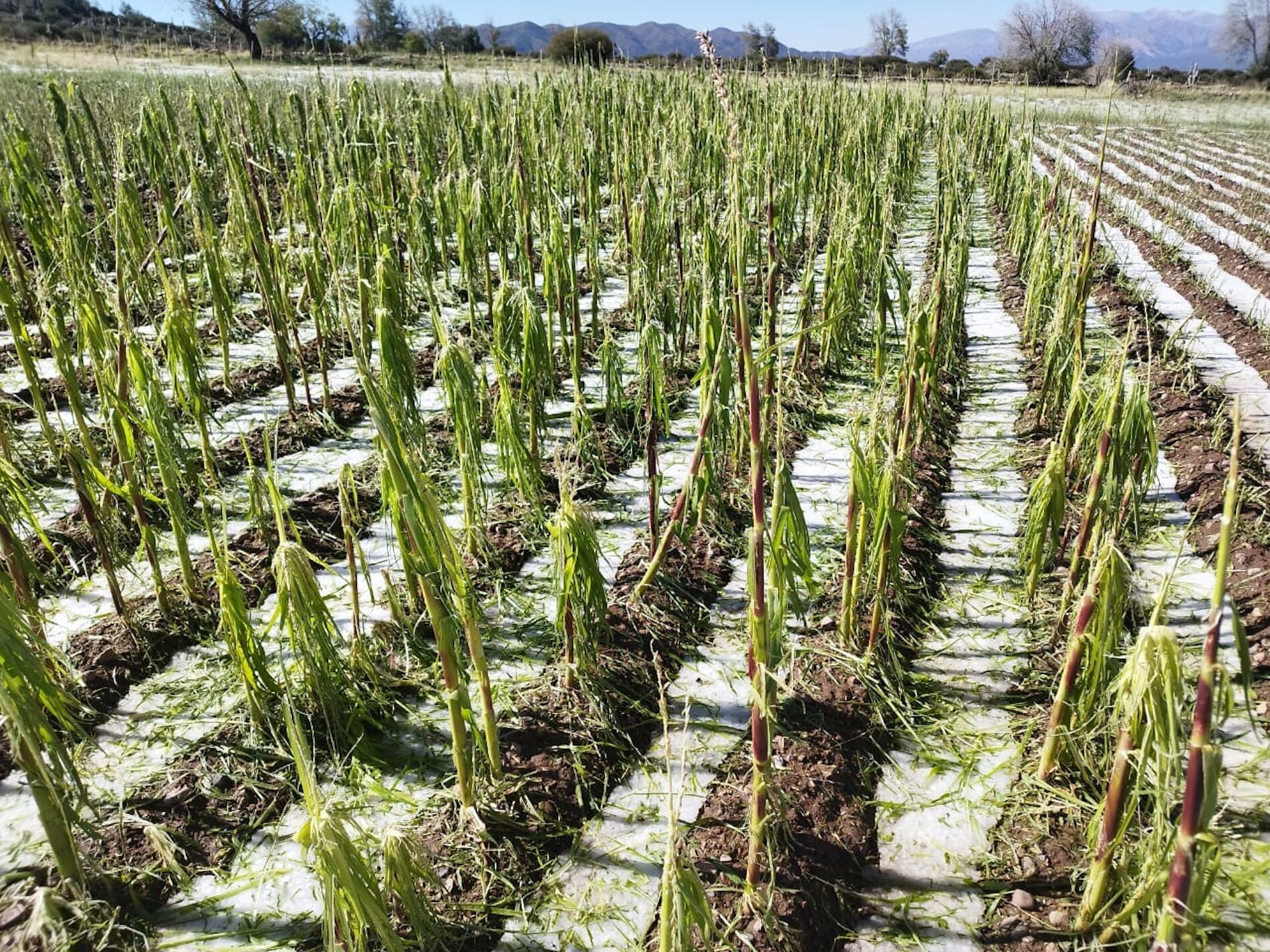 Cultivos de habas destruídas por el granizo en Rodero. 