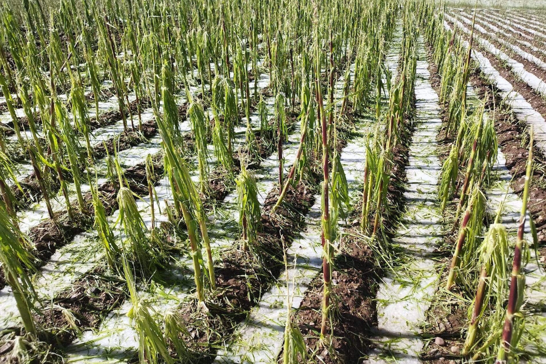 Cultivos de habas destruídas por el granizo en Rodero.