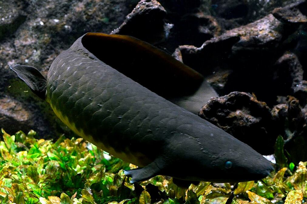 La conquista de la tierra firme fue posible gracias a diversas adaptaciones en “la respiración, olfato, movimiento y reproducción”.