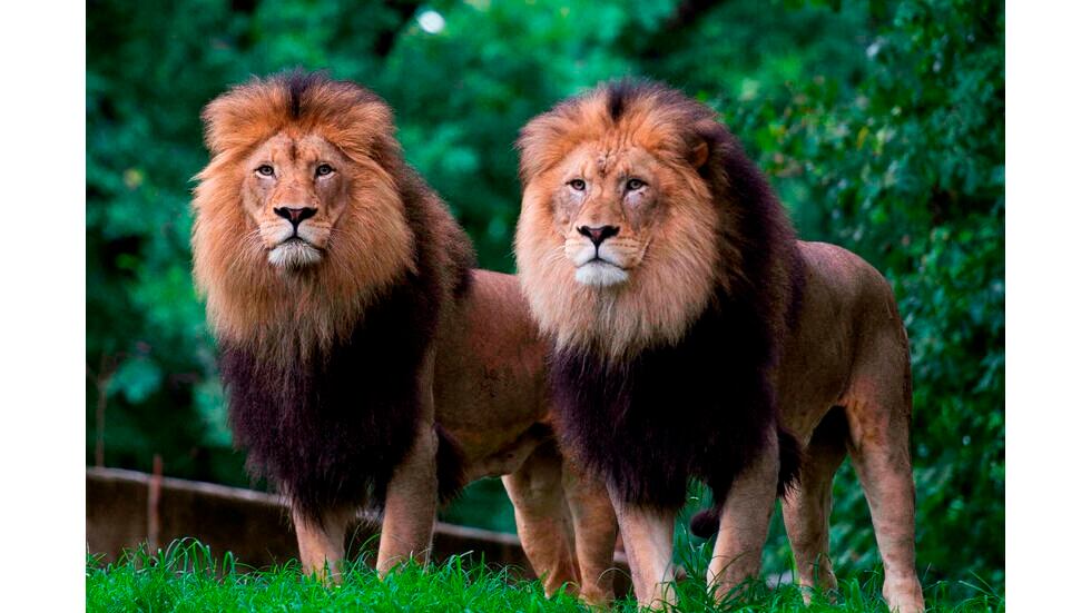 Leones del zoológico de Washington. 