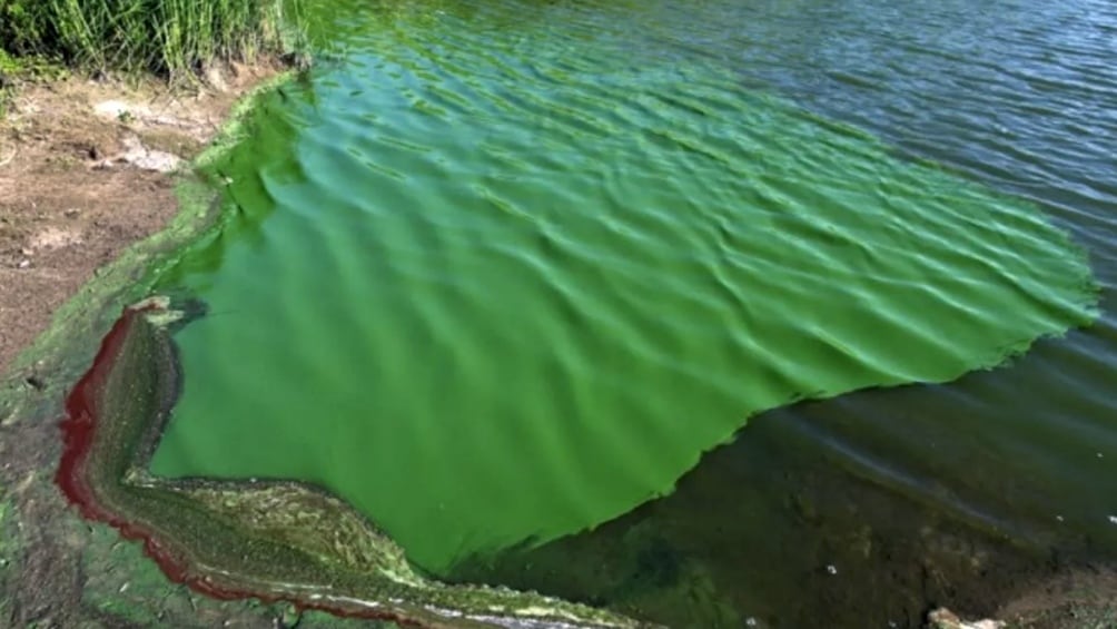 Dado que liberan toxinas al medio en el que se encuentran, las cianobacterias pueden convertirse en una problemática significativa para la salud humana y ambiental. (Foto: Telam)