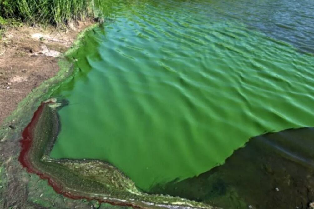 Dado que liberan toxinas al medio en el que se encuentran, las cianobacterias pueden convertirse en una problemática significativa para la salud humana y ambiental. (Foto: Telam)