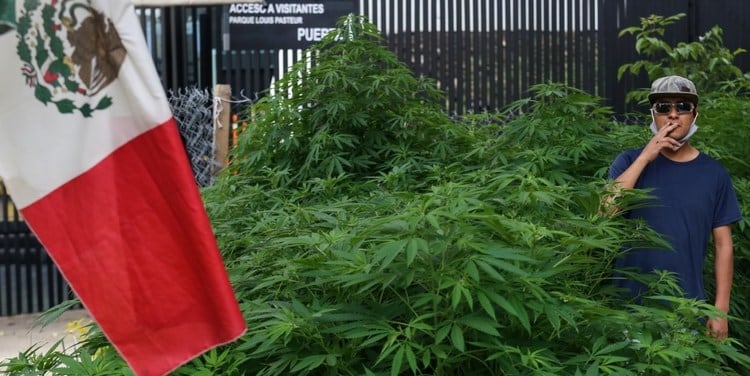Una imagen de las plantas de marihuana que crecieron a metros del Senado en México.