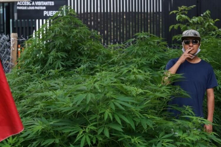 Una imagen de las plantas de marihuana que crecieron a metros del Senado en México.