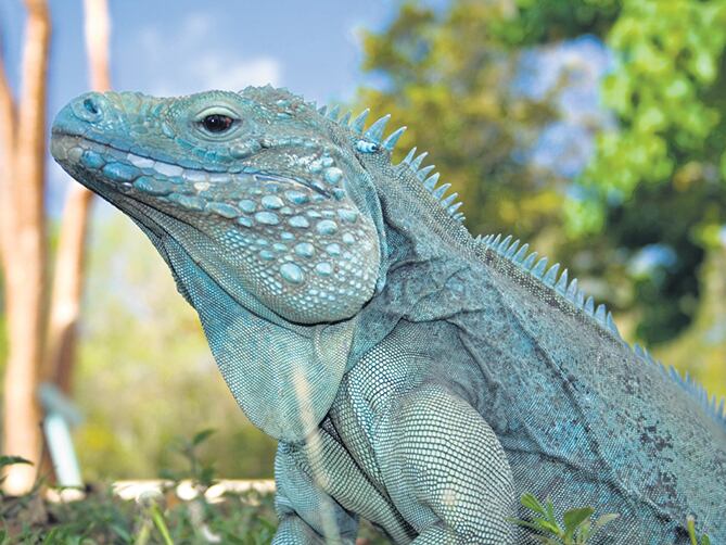 La iguana azul, emblema de las islas y objeto de un programa de recuperación.
