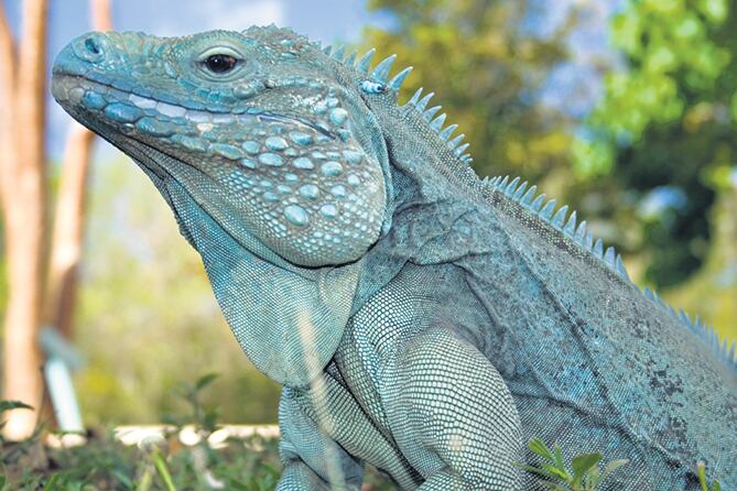La iguana azul, emblema de las islas y objeto de un programa de recuperación.