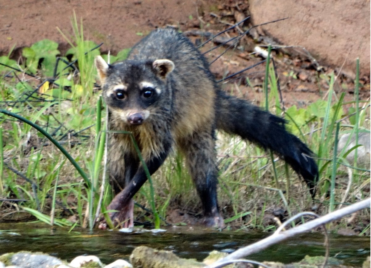 Mayuato o "zorrito lavador"