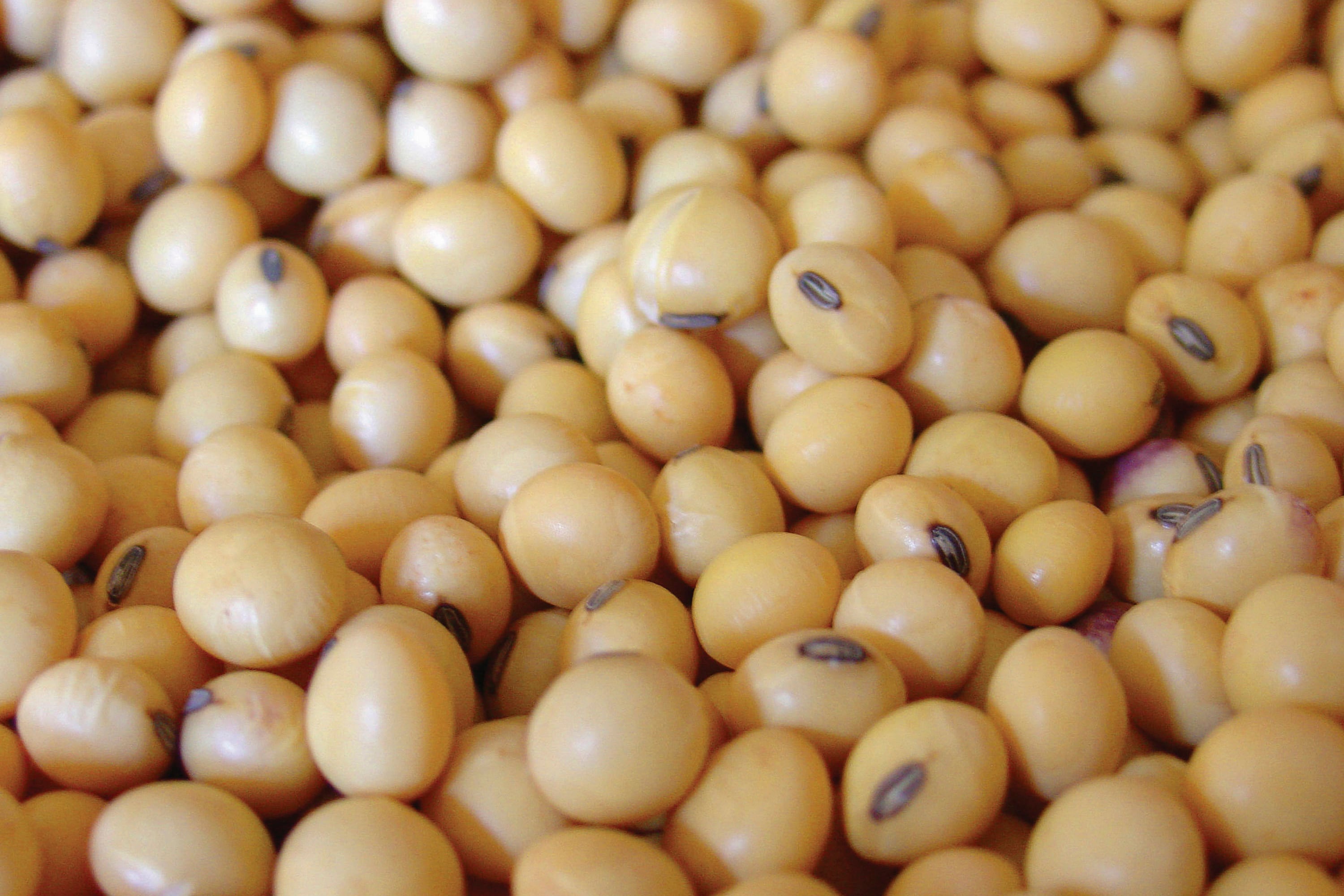 La industria importa el poroto para cubrir la capacidad ociosa.