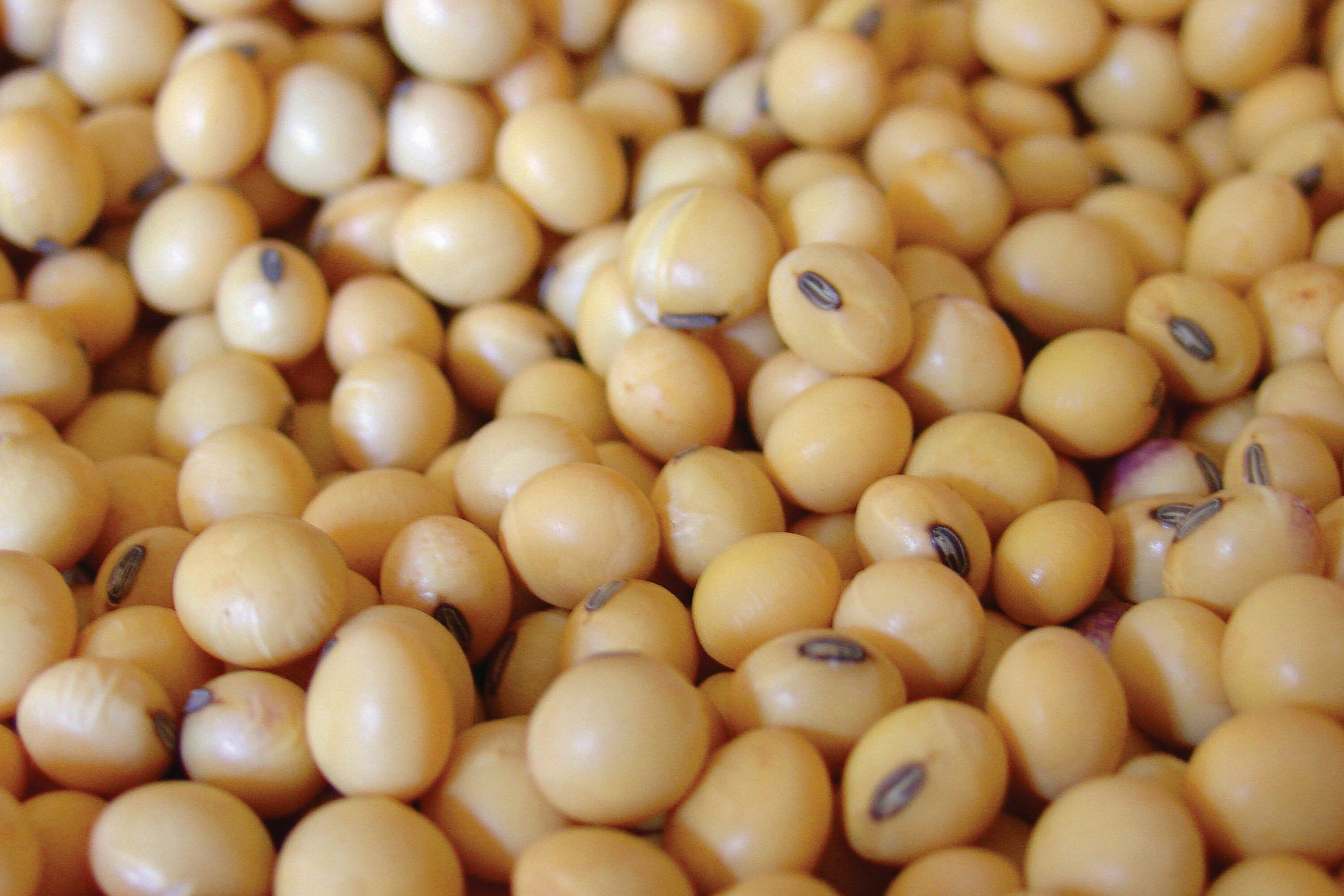 La industria importa el poroto para cubrir la capacidad ociosa.