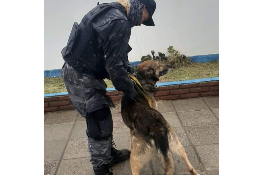 Yatel, el pastor alemán adiestrado por el trainer Marcos Darío Herrero.