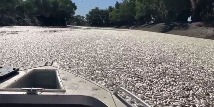 Los peces muertos en el río Darling complican el avance de las lanchas. (Imágen: Captura de video)
