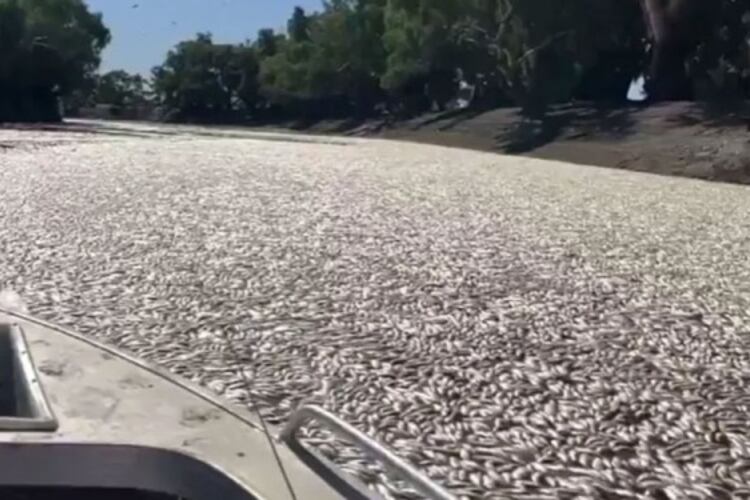 Los peces muertos en el río Darling complican el avance de las lanchas. (Imágen: Captura de video)