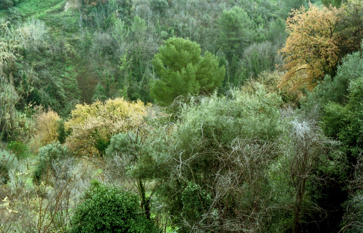 "Ruge el bosque" abre una nueva forma de pensar y entender la ecopoesía
