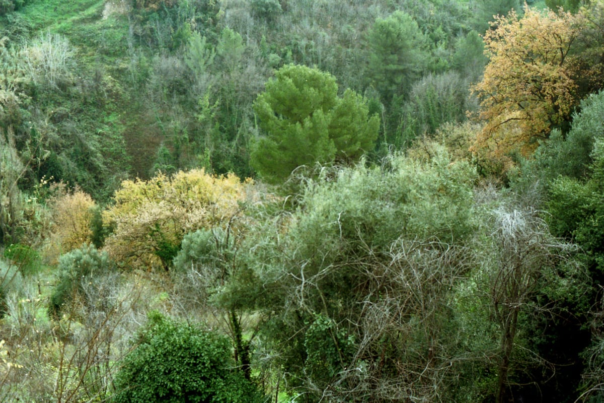 "Ruge el bosque" abre una nueva forma de pensar y entender la ecopoesía
