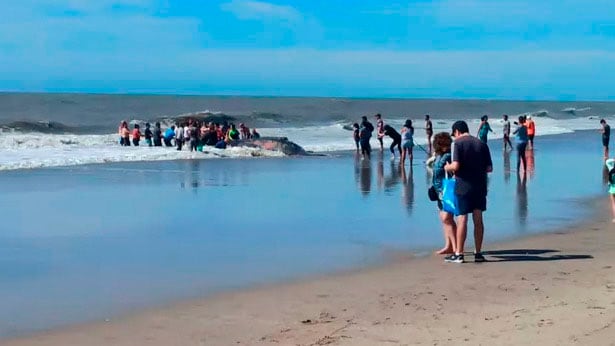No es la primera vez en el año que ocurre un rescate de esta especie en la costa. 