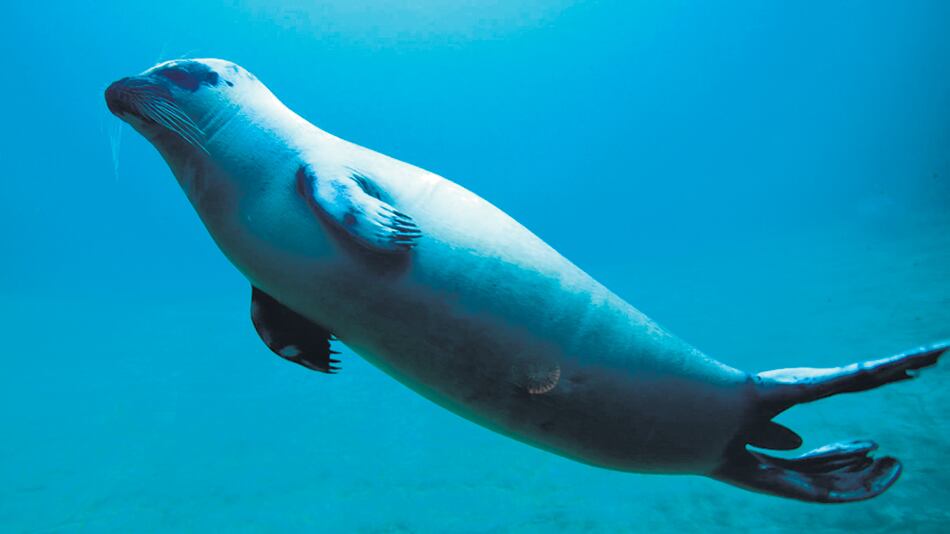 Las focas van cambiando y dejarán de ser capaces de andar fuera del agua.