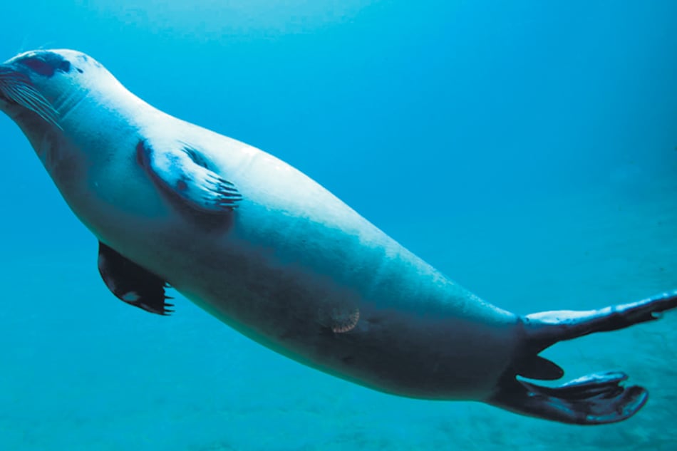Las focas van cambiando y dejarán de ser capaces de andar fuera del agua.
