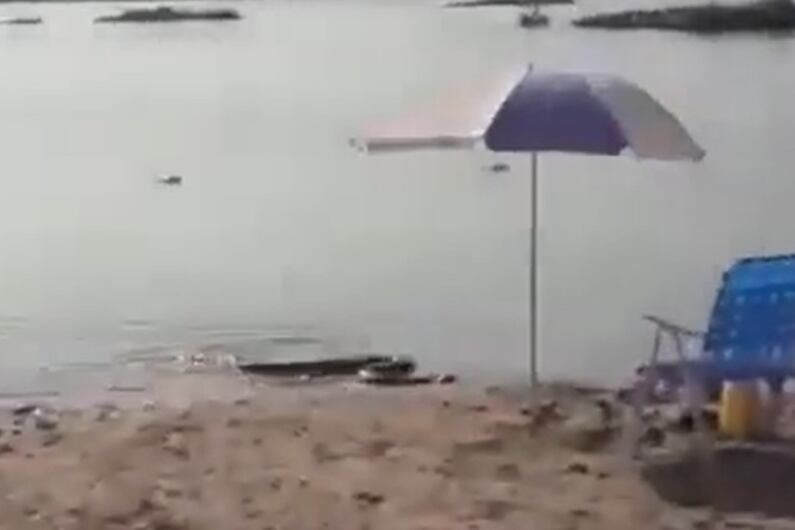 La imagen de la anaconda amarilla en