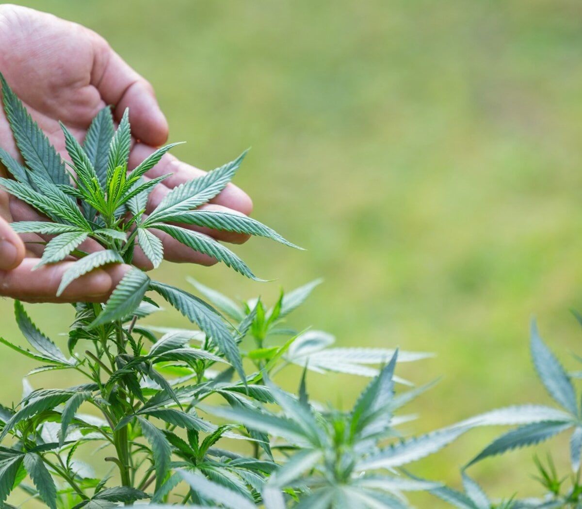 El Gobierno nacional puso en funcionamiento a la Agencia Regulatoria de la Industria del Cáñamo y el Cannabis Medicinal (Ariccame).