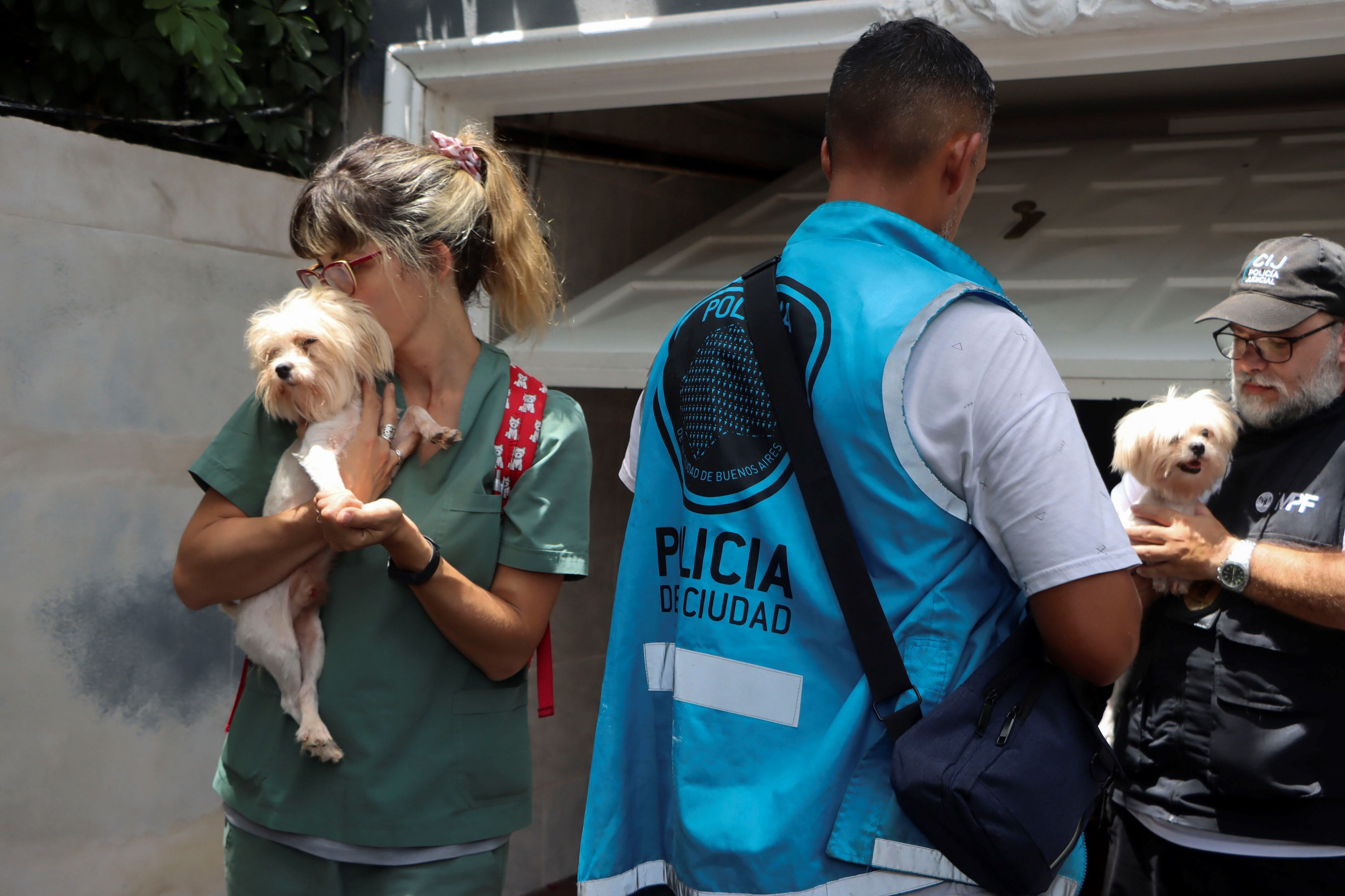 En el lugar se encontraron 17 canes: cuatro hembras pomerania, una hembra chihuahua, y tres machos y nueve hembras maltés. (Foto: Télam)
