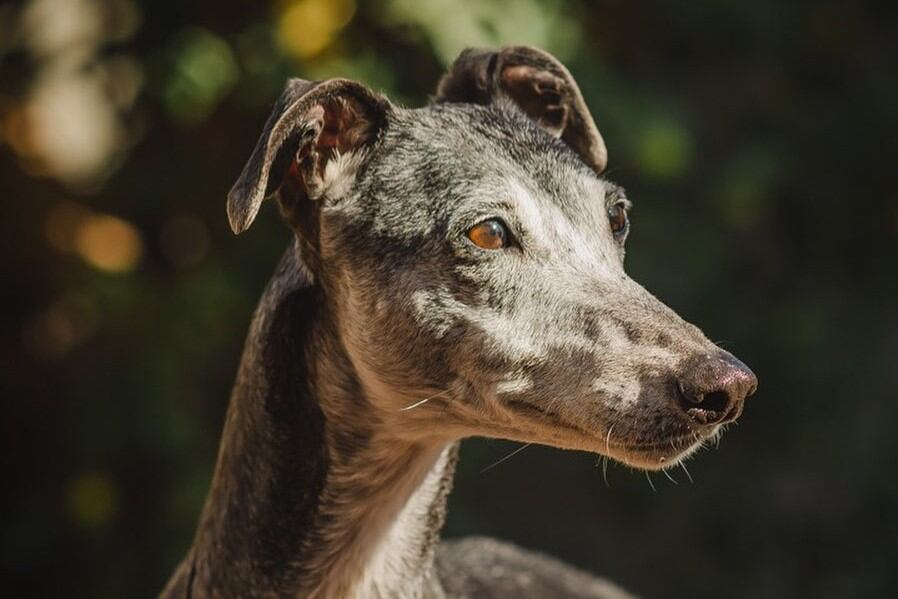 Unos 70 galgos rescatados de las carreras ilegales serán restituidos a sus antiguos dueños. Imagen: IG/@galgoslibres.rosario.