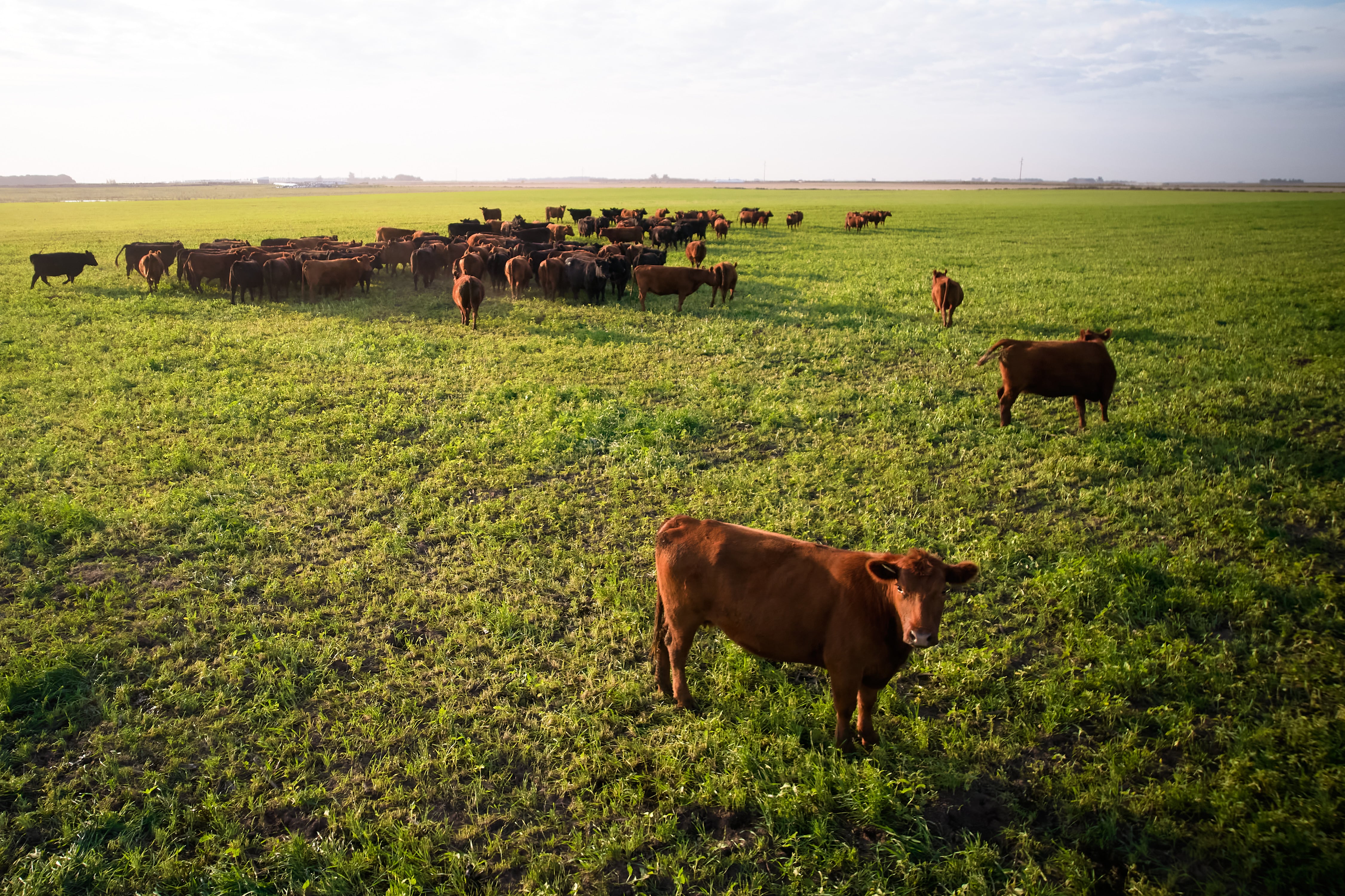 Estepa pampeana campo bueyes-toros pampa-20/05/2025