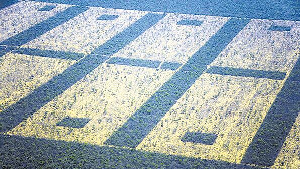 En Chaco, Santiago del Estero, Formosa y Salta la deforestación arrasó áreas protegidas.